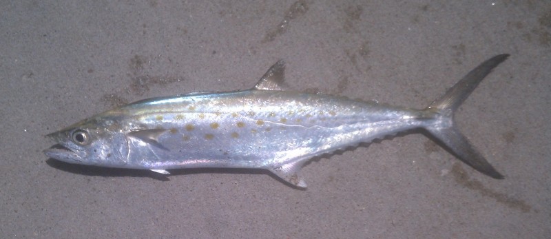 2014-Spanish_Mackerel